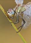 Sympetrum fonscolombii