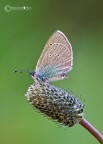 Glaucopsyche (Glaucopsyche) alexis (Poda, 1761) Glaucopsyche (Glaucopsyche) alexis (Poda, 1761)