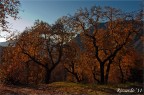 Gli Alberi Parlanti - II Gli Alberi Parlanti - II