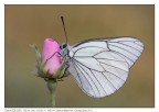 Masculo di Aporia Masculo di Aporia