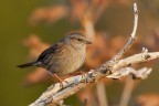 Passera scopaiola-Prunella modularis Passera scopaiola-Prunella modularis