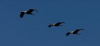 grus grus 4 grus grus 4