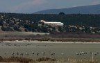 tutte a terra (grus grus)