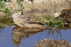 ortolano ortolano