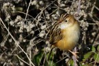Beccamoschino (Cisticola juncidis)
