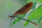 Calopteryx ambientata Calopteryx ambientata