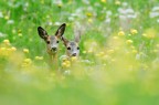 Giochi primaverili! Giochi primaverili!
