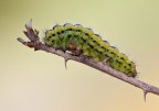 Bruco di Zygaenia Bruco di Zygaenia