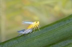 Cicadella Viridis in muta...... Cicadella Viridis in muta......