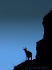 Alpine ibex - Silhouette - Gran Paradiso National Park Alpine ibex - Silhouette - Gran Paradiso National Park