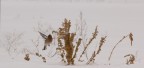 fringuello nella neve 1 fringuello nella neve 1