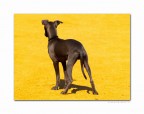 Attenti al cane Attenti al cane
