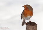 Pettirosso Pettirosso
