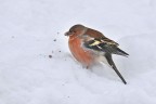 Fringuello su neve Fringuello su neve