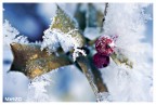 ... e a Natale sembrava primavera ... ... e a Natale sembrava primavera ...