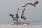 Caccia grossa nella laguna veneziana ghiacciata Caccia grossa nella laguna veneziana ghiacciata