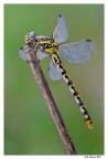 Libellula Libellula