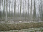 inverno inverno