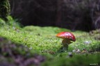 Amanita Muscaria Amanita Muscaria