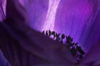 nel fiore ... nel fiore ...