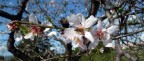 mandorlo in fiore