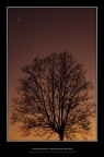 L'albero e la luna L'albero e la luna