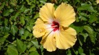 yellow flower yellow flower