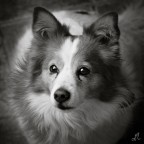 .::DOGS::. - Ciro .::DOGS::. - Ciro