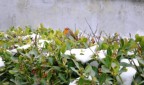 Pettirosso Pettirosso