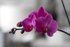 Orchidea Orchidea