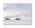 The Horse The Horse