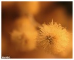 Mimosa Mimosa