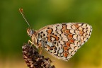 Melitae Melitae