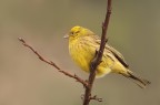 ZIGOLO GIALLO ZIGOLO GIALLO