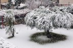 Un Ulivo vinto dalla neve Un Ulivo vinto dalla neve