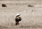 scena di campagna (vietnamita) scena di campagna (vietnamita)