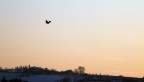 al...volo al...volo