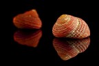 conchiglie 1270 conchiglie 1270