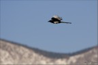 In Volo In Volo