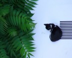 Gatto a barre Gatto a barre