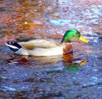 Fujifilm FinePix S5600
Lunghezza focale: 63mm
F: 3,2
T: 1/210 s