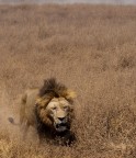 simba simba