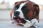 boxer boxer