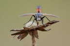 Cylindromyia Brassicaria Cylindromyia Brassicaria