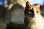 Occhi di gatto Occhi di gatto