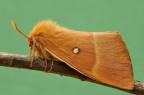 Lasiocampa quercus Lasiocampa quercus