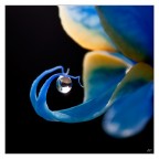 magia dentro una goccia...