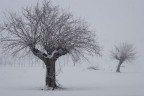 alberi in posa alberi in posa