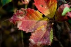colori autunnali colori autunnali