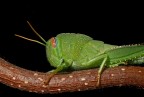 cavalletta su nocciolo contorto cavalletta su nocciolo contorto
